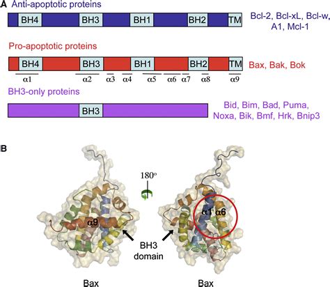 bcl-2 family protein complex